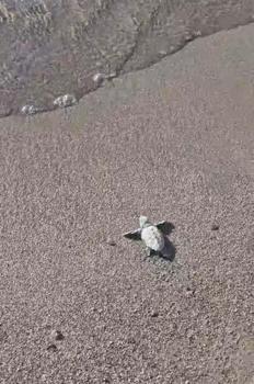 Bodrum’da yumurtadan çıkan deniz kaplumbağaları suyla buluştu