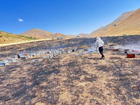 Yangında 150 arı kovanı küle döndü