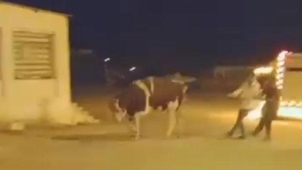Sahibinin elinden kaçan dana güçlükle yakalandı