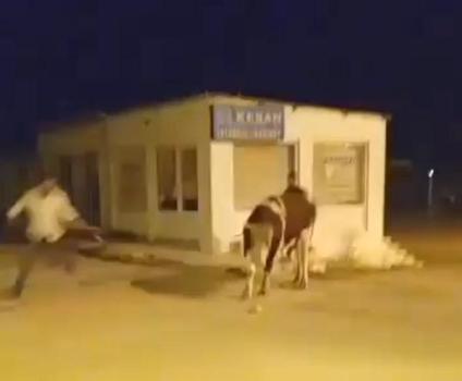 Sahibinin elinden kaçan dana güçlükle yakalandı