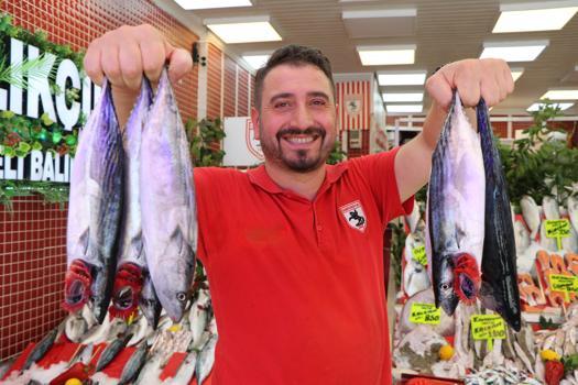 Karadeniz'de palamut bolluğu