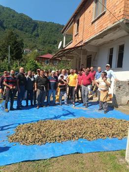 Ölen kız kardeşlerin bahçesindeki fındığın hasadını imece usulü mahalleli yaptı