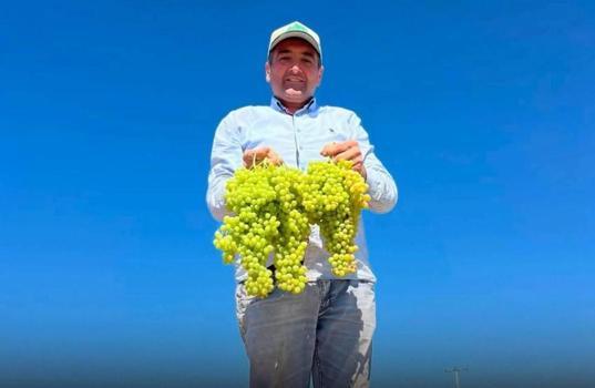 Saruhanlı Belediye Başkanı Cıllı, üzüm serme makinesiyle çalışırken elinden yaralandı