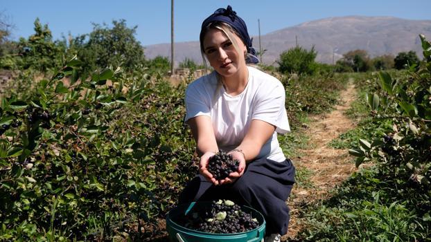 Dondurma yerken tanıştığı aronya bitkisinin üreticisi oldu
