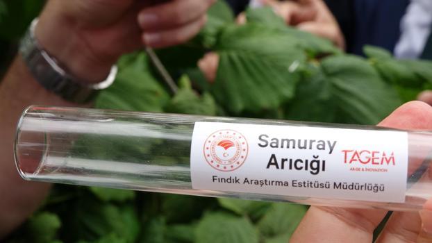 Kokarcaya 'panzehir etkisi'; fındıkta zarar sıfıra yaklaştı/ Ek fotoğraflar