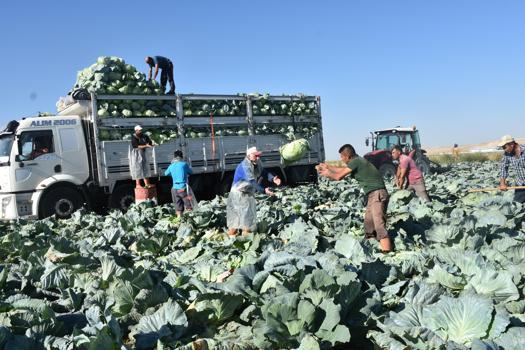 Niğde’de beyaz lahana hasadı başladı