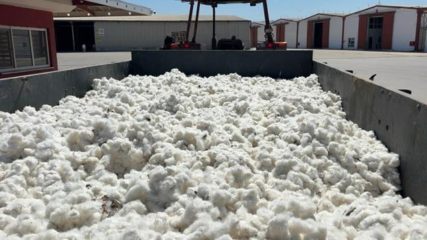 Aydın’da sezonun ilk pamuğu 100 TL’den sembolik olarak alındı