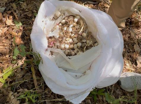 Tunceli’de endemik dağ sarımsağı toplayan 3 kişiye 2 milyon 97 bin lira ceza