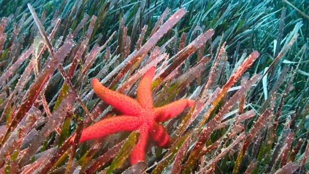 Bakan Kurum: Deniz çayırlarını yeniden güçlendiriyoruz