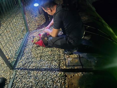 Gölete düşen yavru köpeği dalgıç polisler kurtardı