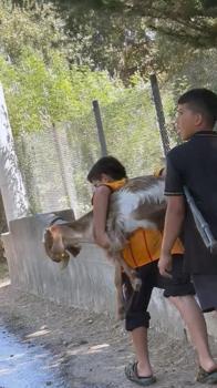 2 kuzen orman yangını sırasında rahatsızlanan keçiyi sırtlarında taşıdı