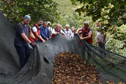 Fındık hasat filesi desteğiyle maliyetler azalıyor