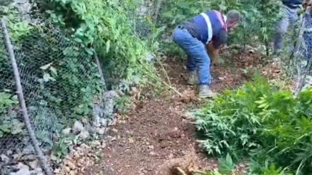 Hatay'da 371 kök kenevir ele geçirildi