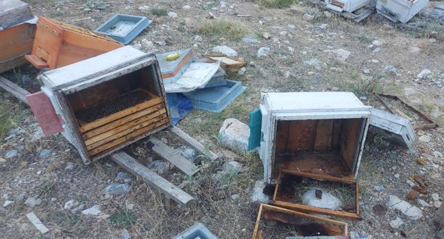 Aç kalan ayılar arı kovanlarını parçaladı