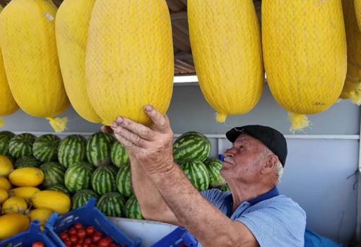 Coğrafi işaret tescilli Çorlu Seymen Kavunu’nda hasat mesaisi devam ediyor