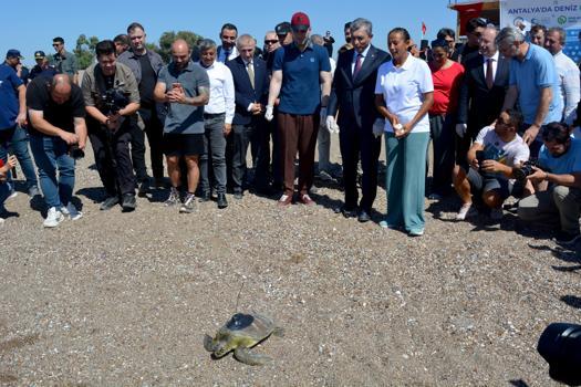 Yeşil deniz kaplumbağası 'Hanzala', uydu cihazıyla Akdeniz'e gönderildi