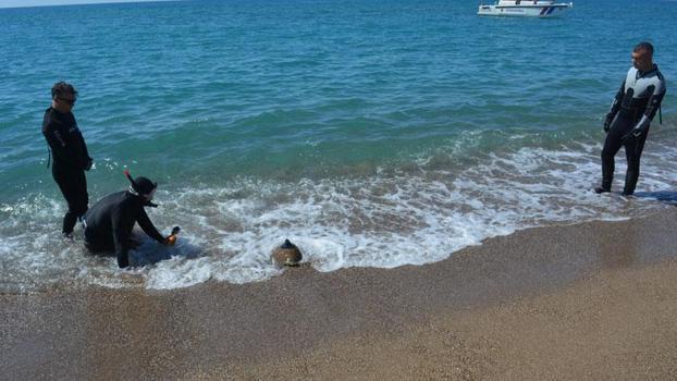 Yeşil deniz kaplumbağası 'Hanzala', uydu cihazıyla Akdeniz'e gönderildi