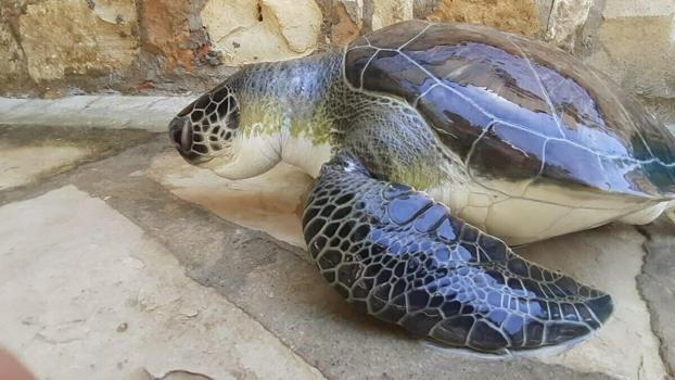Kuşadası'nda 2 günde 4 deniz kaplumbağası ölü bulundu