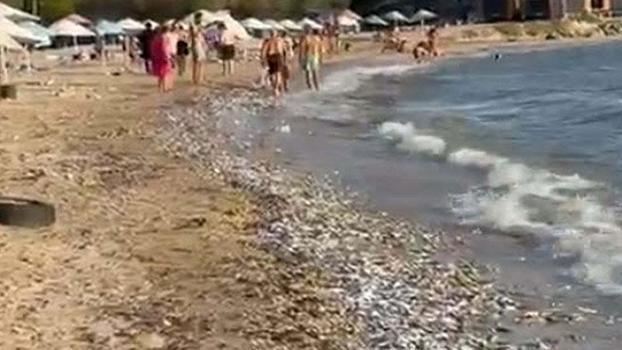 Milas’ta toplu balık ölümüne inceleme