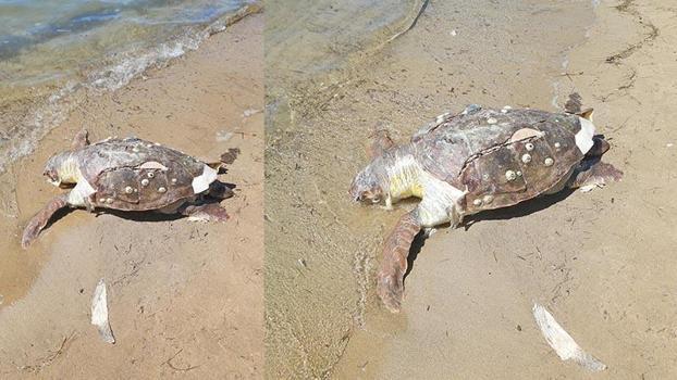 Balıkesir'de kıyıda ölü caretta caretta bulundu