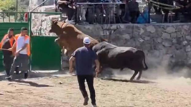 Güreşten kaçan boğa, demir kapıdaki boşluktan arenanın dışına atladı