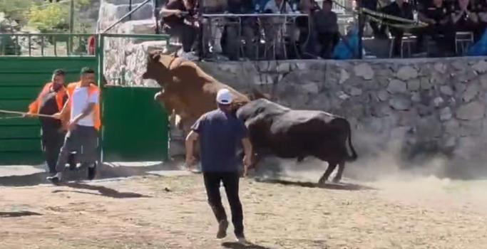Güreşten kaçan boğa, demir kapıdaki boşluktan arenanın dışına atladı