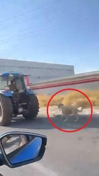 Köpeği traktöre iple bağlayıp koşturdu