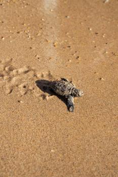 Didim’de caretta caretta yuvalarından yavru çıkışları tamamlandı