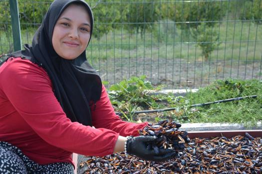 Demirci'nin coğrafi işaretli eriğinin kurusu dünya sofralarında