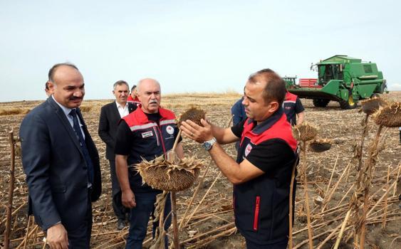 Kuraklıktan etkilenen ayçiçeğinde 3 farklı ekim yöntemi deneniyor