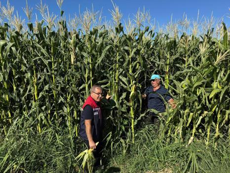 Edirne’de yerli mısır çeşitlerinin hasat öncesi kontrolleri yapıldı