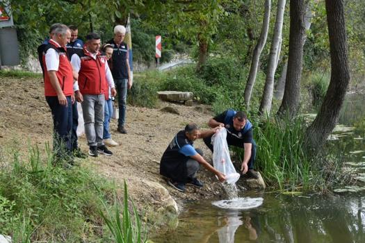 Ordu’da 80 bin yavru sazan göllerle buluşturuldu