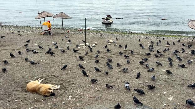 Avcılar’da havalar serinledi, sahil güvercinlere kaldı