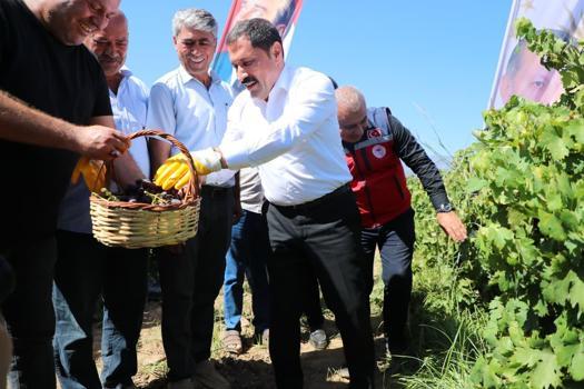 Hatay'da üzüm hasadı başladı; 85 bin ton rekolte bekleniyor