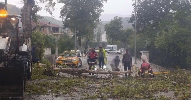 Hatay’da aşırı rüzgarda devrilen ağaç otomobilin üzerine düştü