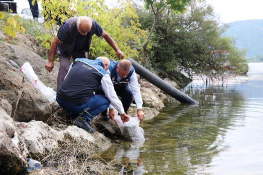 Samsun’da iç sulara 2 milyon 412 bin yavru sazan bırakılacak