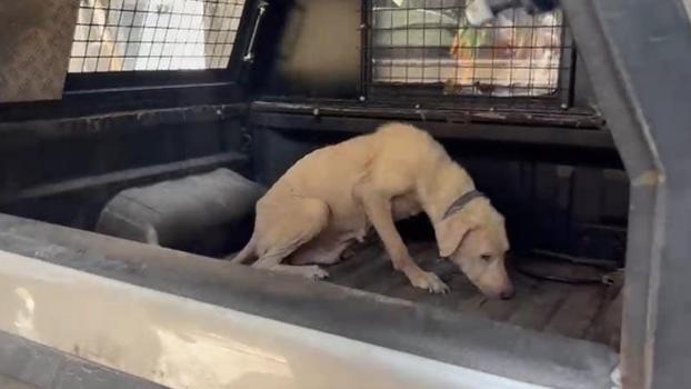 Pirelerin istila ettiği binadan çıkarılan köpeğe, kendisini kurtarıp sahiplenen avukatın adı verildi