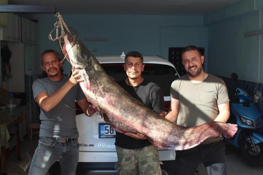 Kızılırmak'ta oltaya 190 santimetrelik yayın balığı takıldı