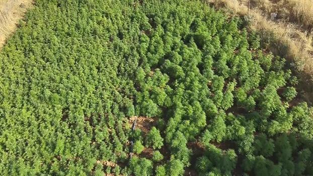 Diyarbakır'da 217 bin 608 kök kenevir ve skunk ele geçirildi