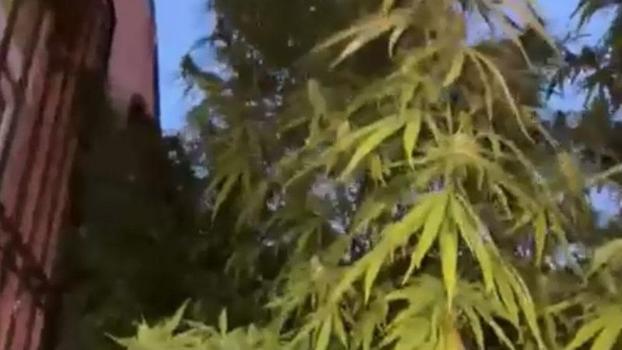 Hatay'da 122 kök Hint keneviri ve 14 kilo 752 gram kubar esrar ele geçirildi; 1 şüpheli tutuklandı