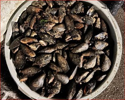 Durdurulan araçta 650 kilo bozuk midye ele geçirildi