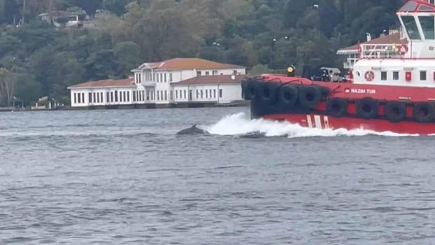 İstanbul Boğazı'nda yunus sürprizi