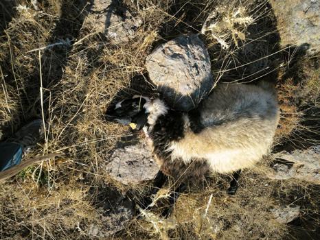 Bingöl’de kurdun saldırdığı sürüdeki 10 koyun öldü