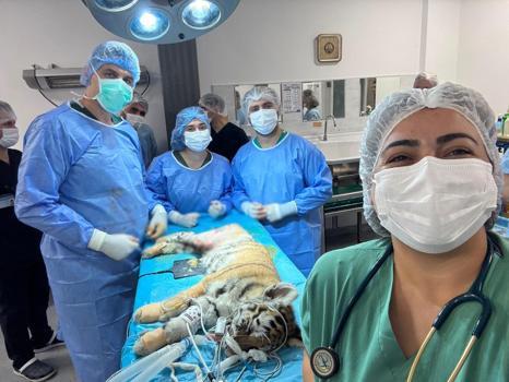 3 aylık yavru kaplan ameliyatla sağlığına kavuştu