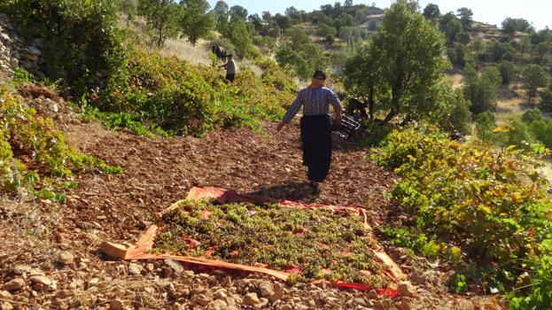 Gercüş’te kışlık kuru üzüm mesaisi başladı