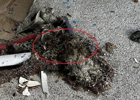 Çatı temizliği sırasında aynı aileden 4 kişiye arılar saldırdı