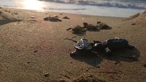 Kuşadası’nda yuvada sıkışan 22 caretta caretta yavrusu denizle buluşturuldu