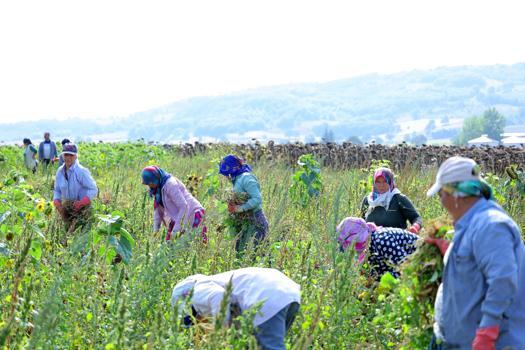 Üretici hasada satın alma garantisiyle başladı