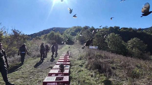 Zonguldak’ta jandarma ve DKMP ekipleri onlarca sülün saldı