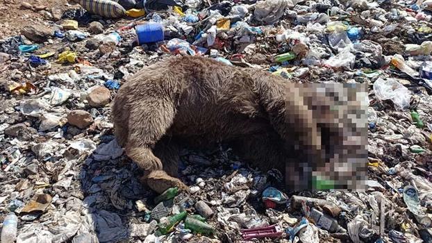Bingöl’de 3 bozayının öldürülmesine ilişkin çalışma başlatıldı